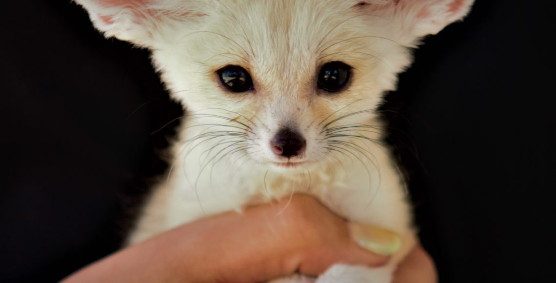 fennec fox