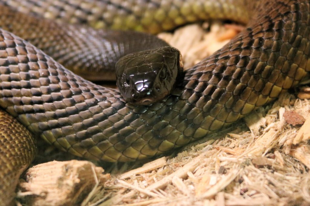A picture of one of the 10 most venomous snakes at Animal World & Snake Farm Zoo.