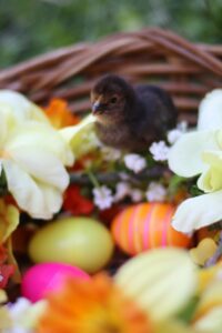 A small bird posing in an Easter basket.