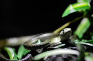 A black mamba in its exhibit.