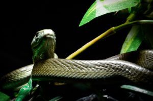 Close-up shot of a black mamba in its exhibit.