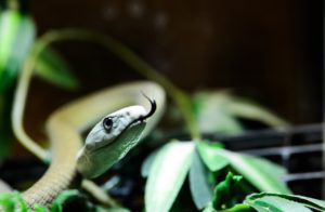 A close-up of a black mamba with its tongue out.