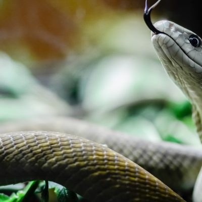 Animal World & Snake Farm Zoo - Zoo Home Page