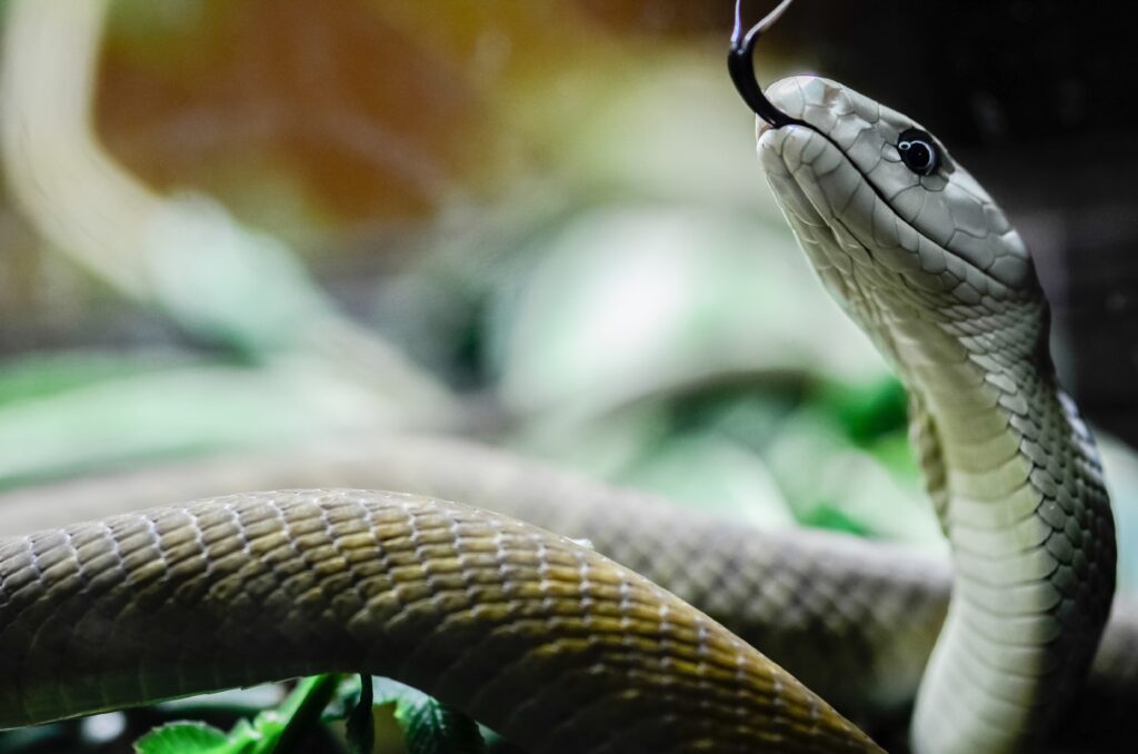 Close-up of a black mamba.