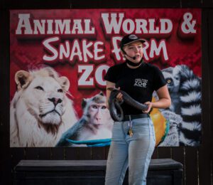 a zookeeper holds up a rattlesnake during an animal show