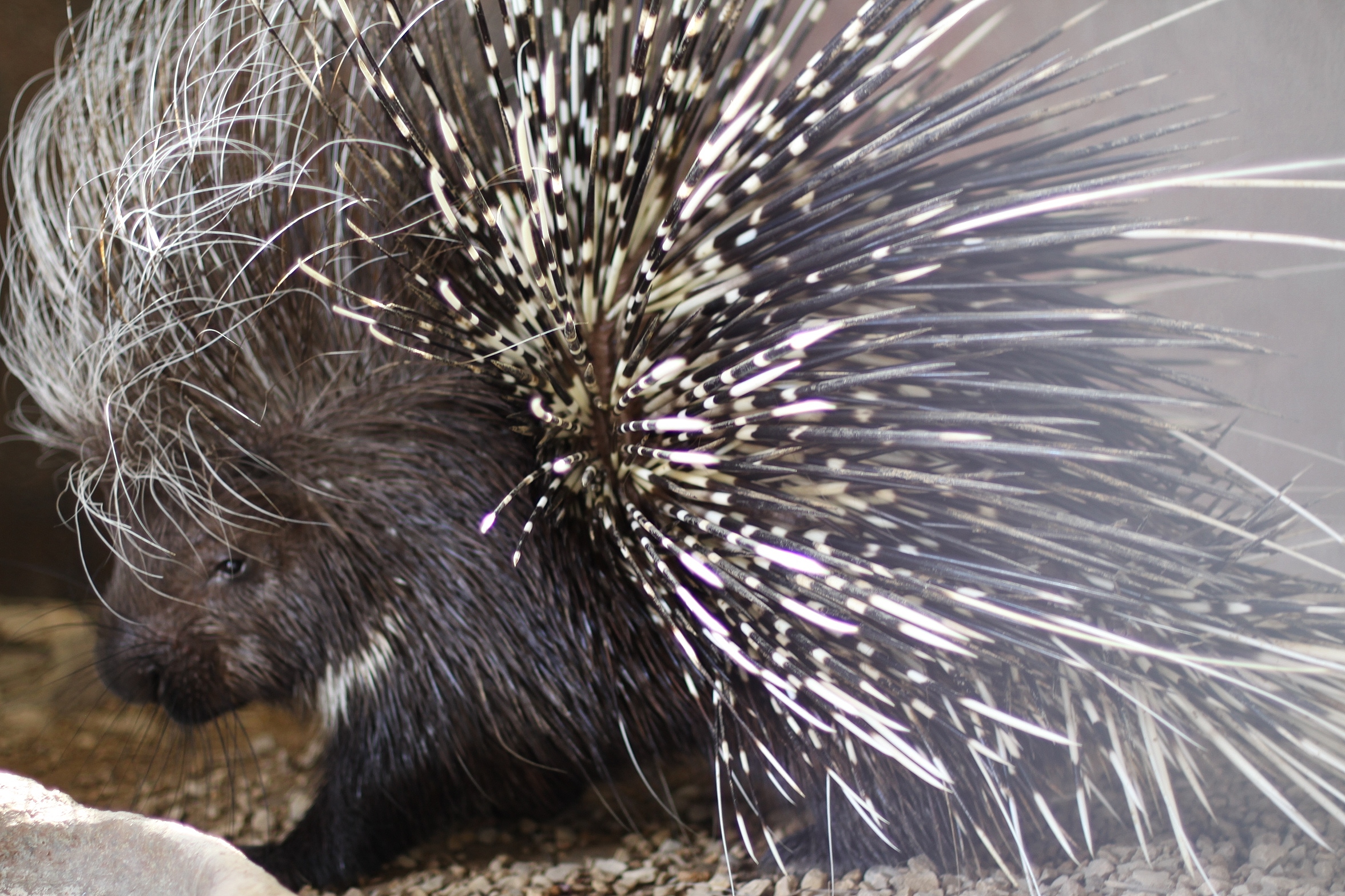 African Crested Porcupine - Zoo & Snake Farm New Braunfels