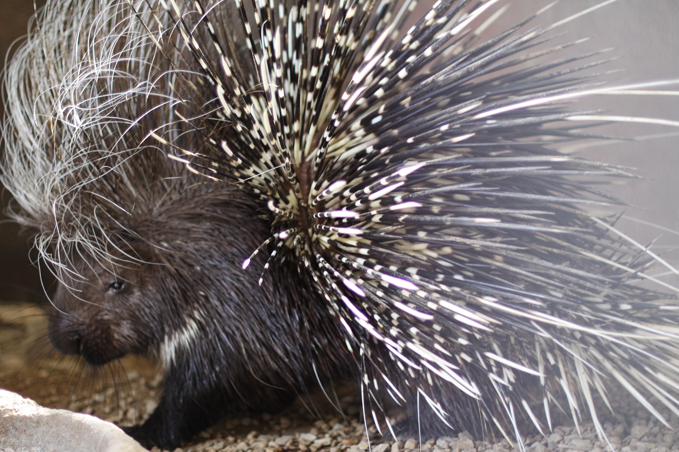 African Crested Porcupine - Zoo & Snake Farm New Braunfels African Crested Porcupine - Zoo & Snake Farm New Braunfels