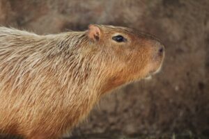 A close-up shot of a capybara animal ambassador.