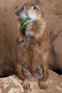 Prairie Dog Eating Animal World and Snake Farm Zoo