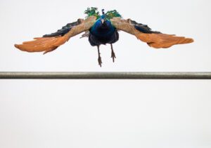 A peacock in flight.