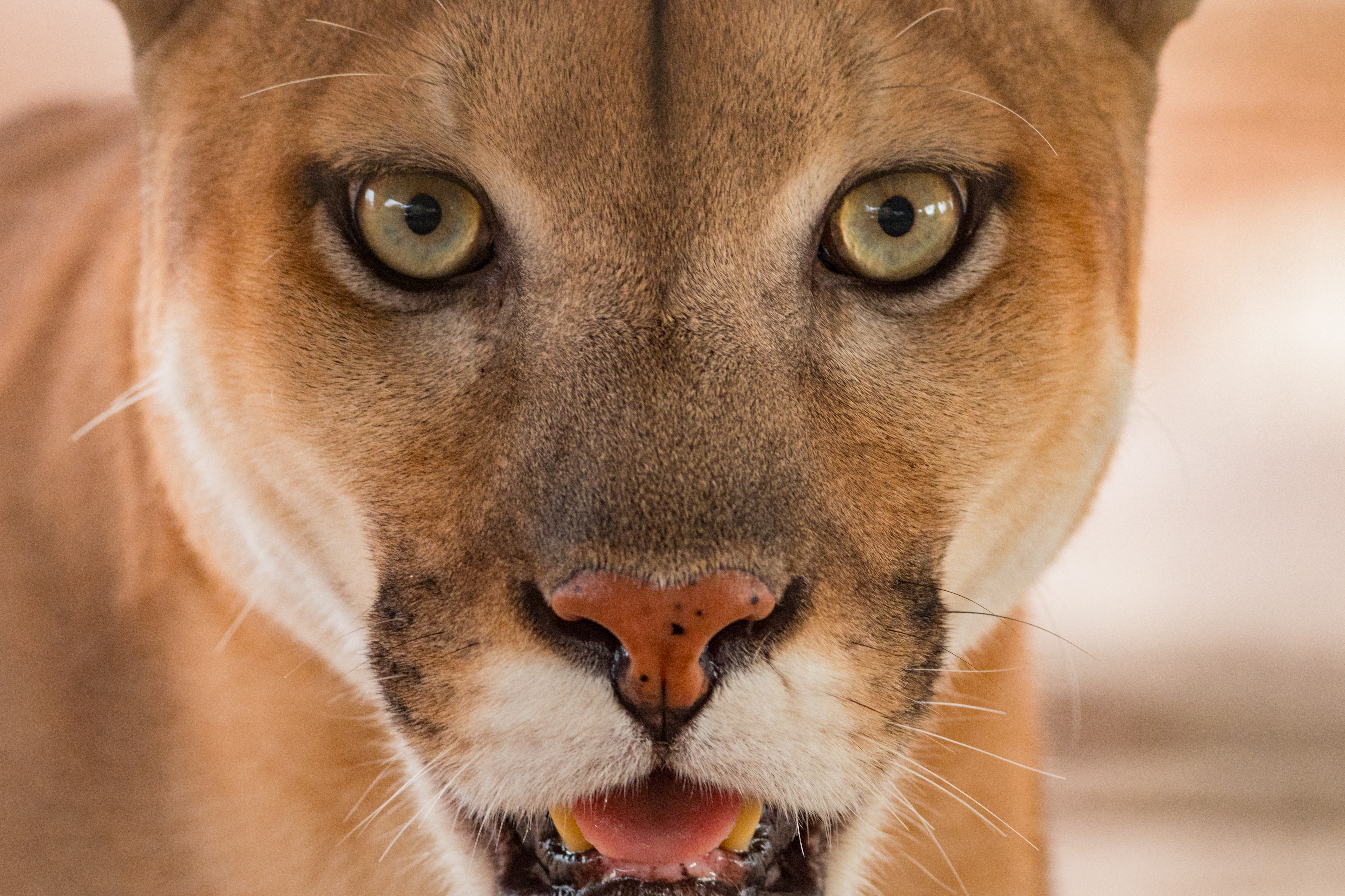 Mountain Lion - Zoo & Snake Farm New Braunfels Mountain Lion - Zoo & Snake Farm New Braunfels