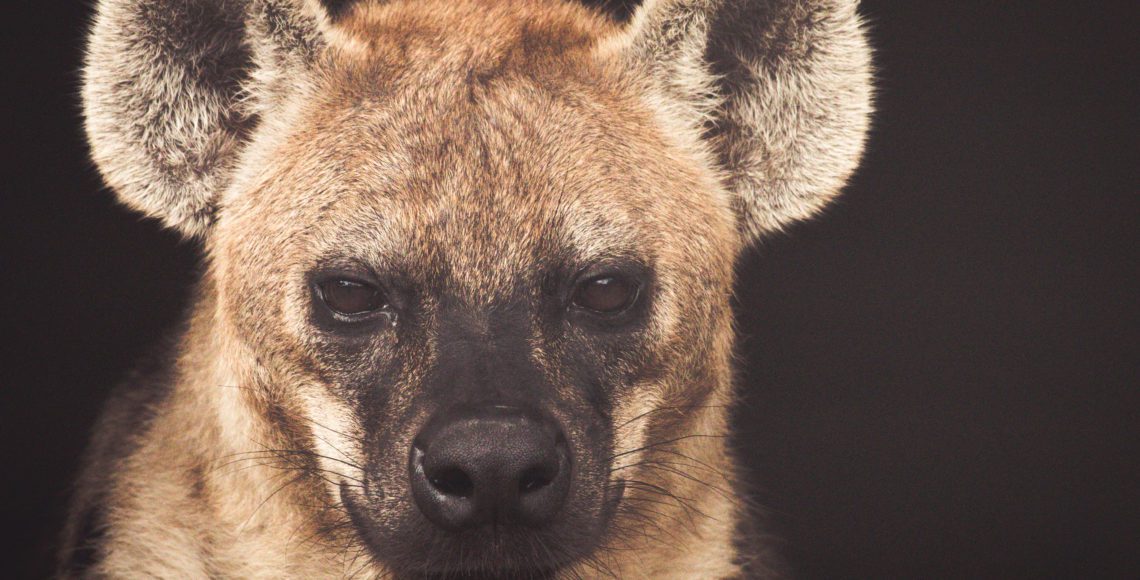 are hyenas more like dogs or cats