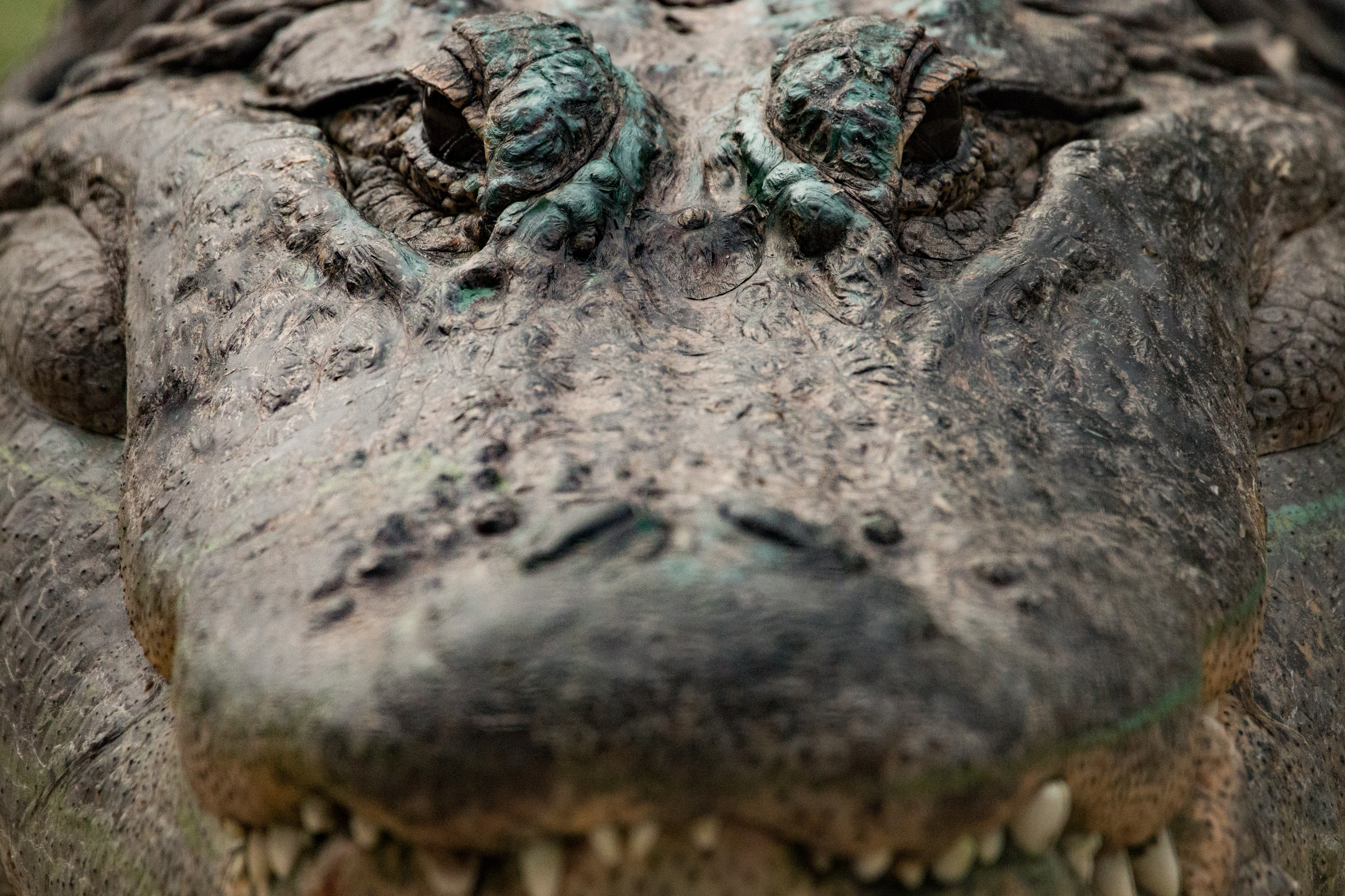 Admission - Zoo & Snake Farm New Braunfels Admission - Zoo & Snake Farm New Braunfels