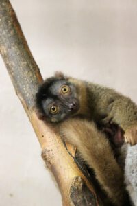 Our brown lemur hangs on to his favorite branch
