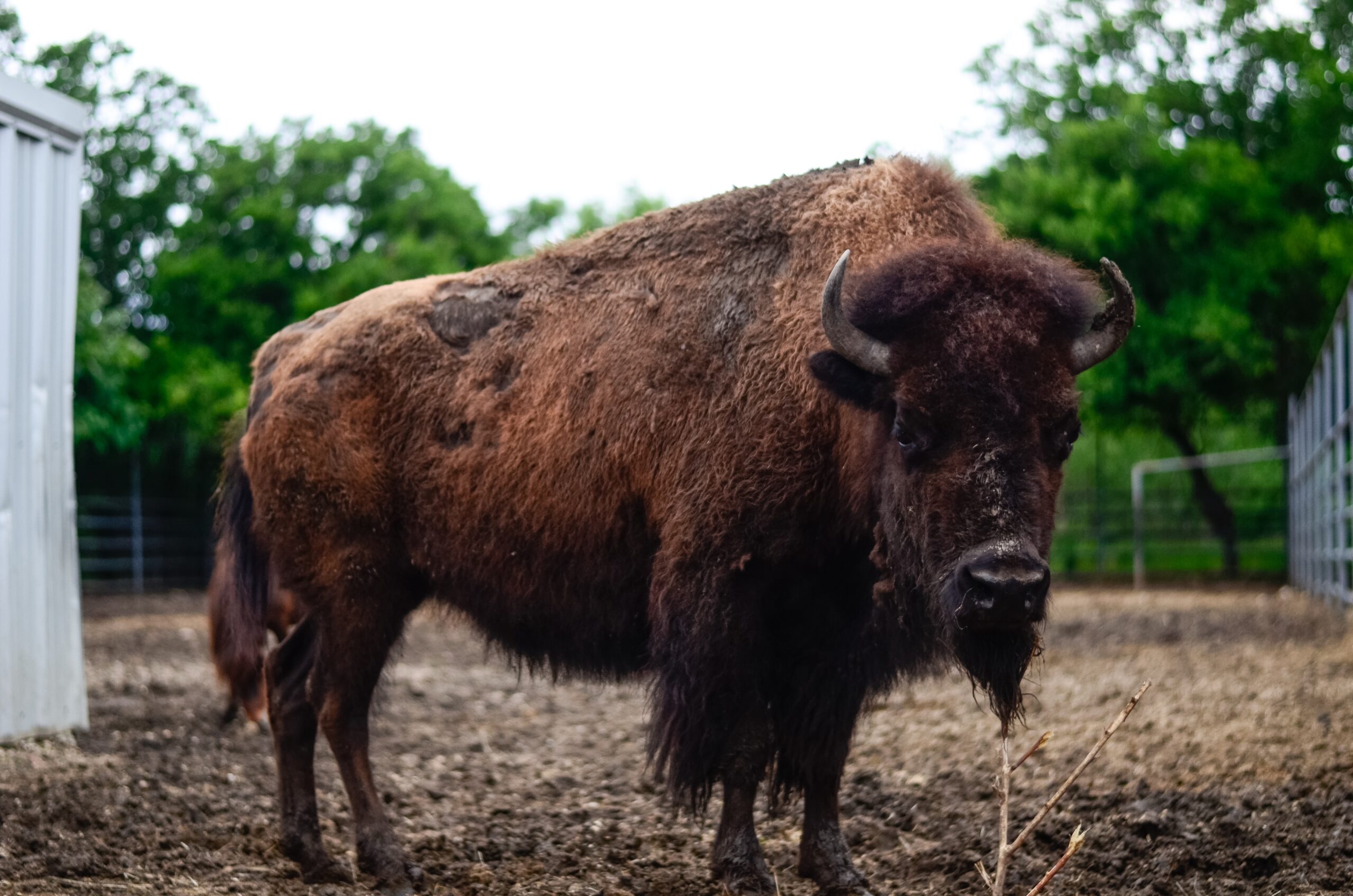 November's Featured Animal: The North American Bison