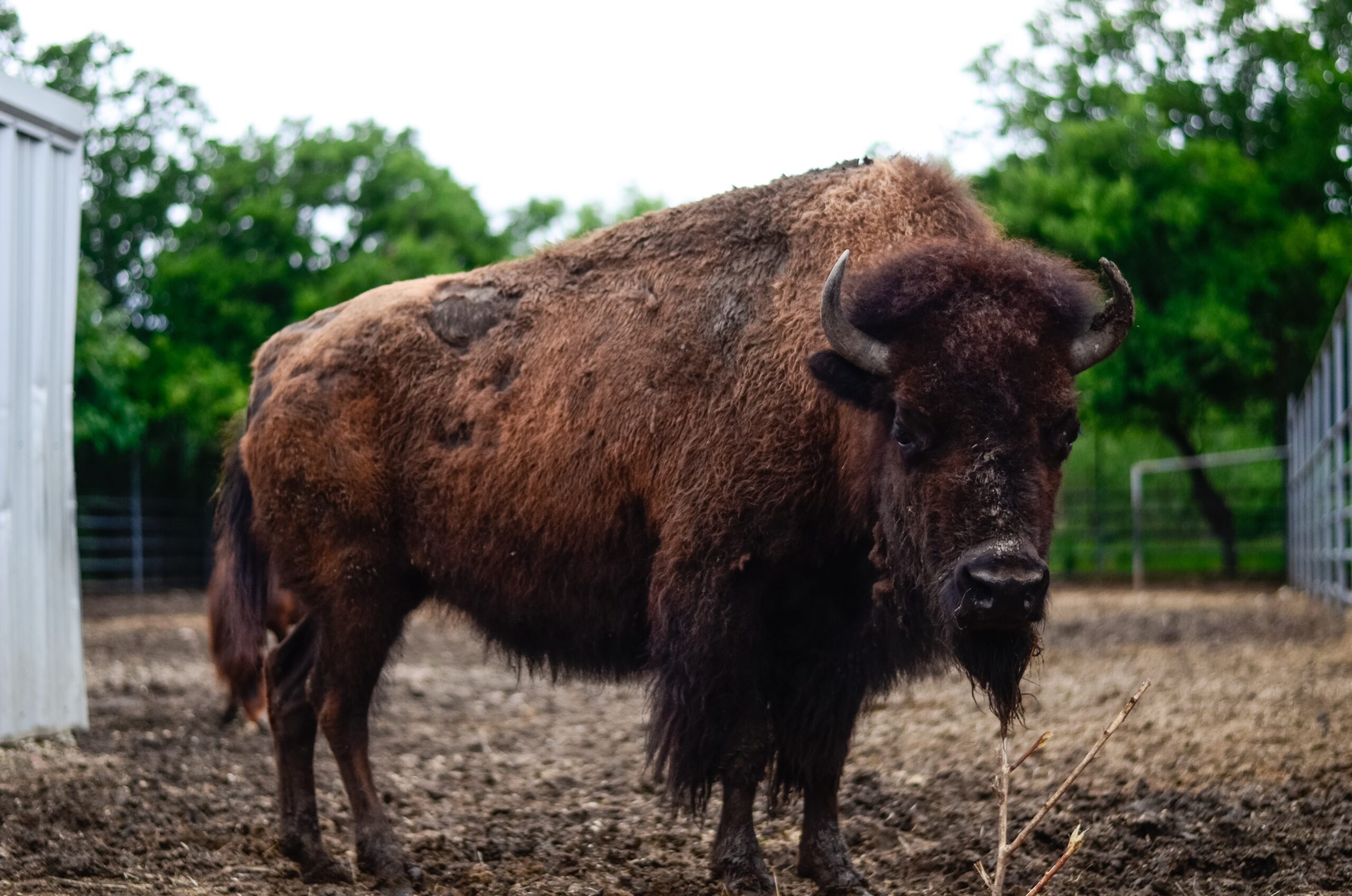 November's Featured Animal: The North American Bison November's Featured Animal: The North American Bison