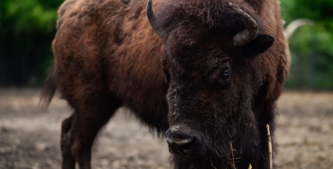 One of the bison housed here at the Zoo.