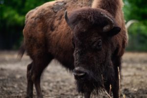 One of the bison housed here at the Zoo.