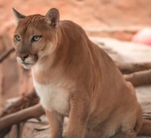 Angel the mountain lion in her exhibit.