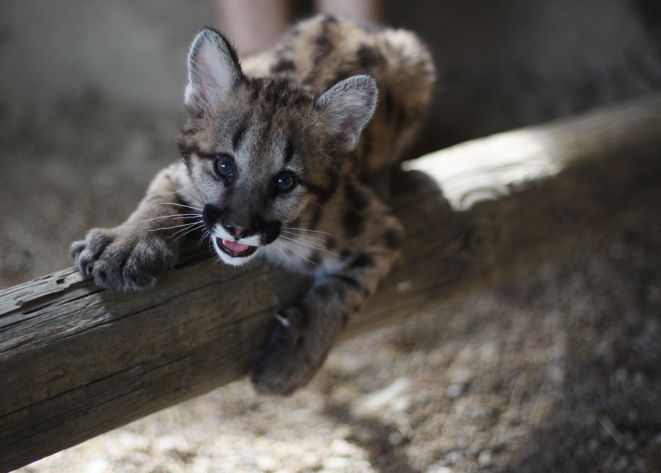 Baby Mountain Lion On Log Animal World And Snake Farm