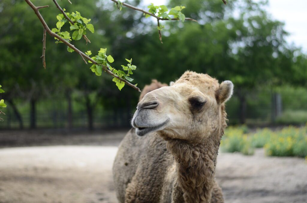 A dromedary camel posing next to some foliage.