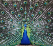 a male peacock shows his feathers