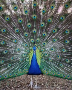 a male peacock shows his feathers