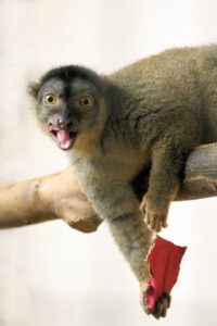 a lemur hangs from a branch and enjoys a tasty snack