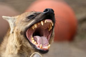 Spotted Hyena Laughing Animal World and Snake Farm Zoo