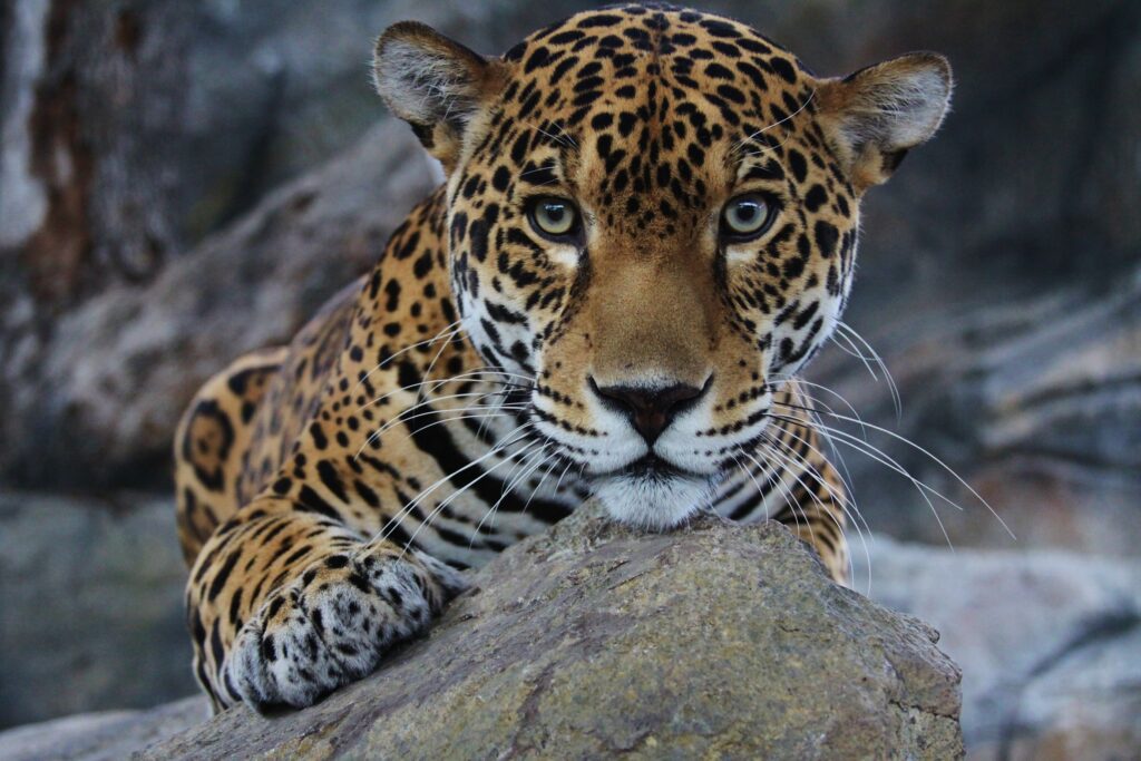 A jaguar staring into the camera