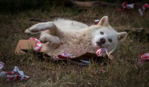 A grey wolf lying on top of his unwrapped Christmas enrichment