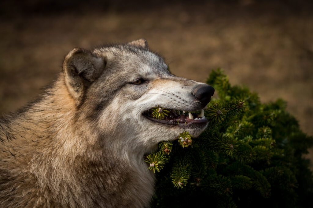 A grey wolf partaking in an enrichment activity involving a Christmas tree
