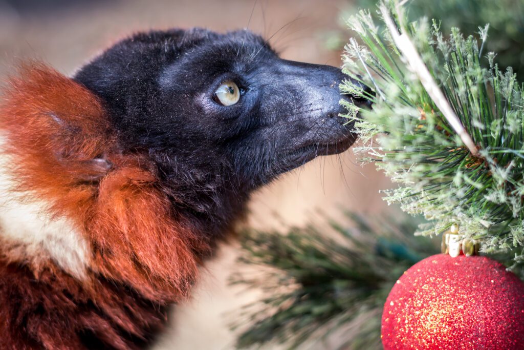 A red-ruffed lemur sniffing a Christmas tree