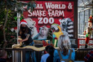 A holiday-themed animal show featuring one of the Zoo's Burmese pythons