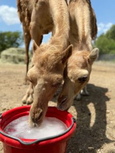 Camels with ice treat too cool off in the hot summer.