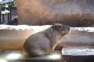 Dandy the capybara chilling in the shallow pond in his enclosure.