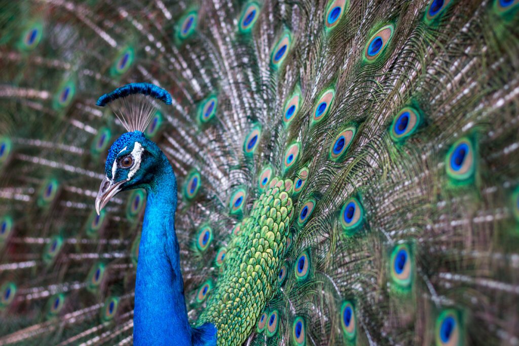 A peacock with its feathers on full display.