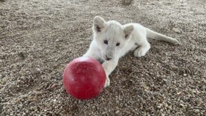 White lion cub 