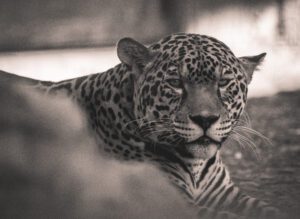 Black and white image of a jaguar