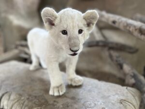 A white lion cub posing for the camera.