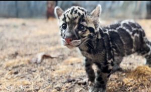 A baby clouded leopard looking at the camera.