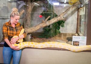 A zoo guest meeting one of our albino Burmese pythons during a private encounter.