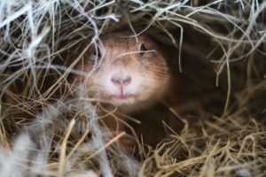 Prairie Dog Animal World and Snake Farm Zoo Snuggled in Hay Bedding