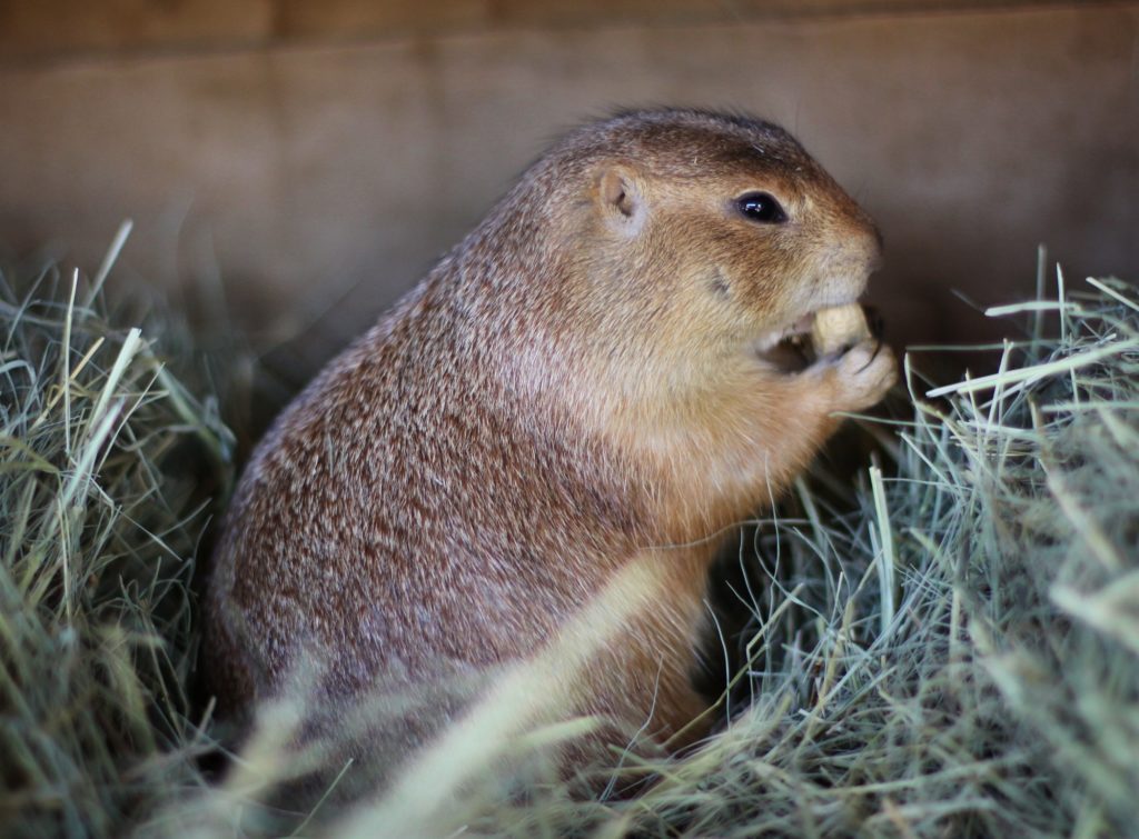 February's Featured Animal: Prairie Dog