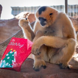 A white-cheeked gibbon partaking in some extra special holiday enrichment