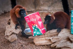 Two red-ruffed lemurs indulging in some holiday enrichment