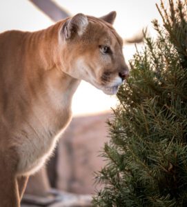 A mountain lion snipping a Christmas tree
