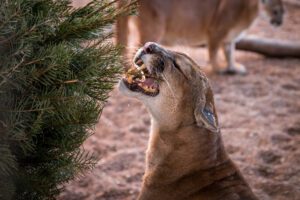 A mountain lion enjoying special Christmas enrichment.
