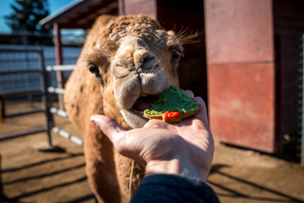 A dromedary camel indulging in some delicious holiday enrichment