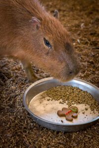 A capybara indulging in some holiday enrichment